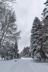 Amazing Winter view with snow covered trees in South Park in city of Sofia, Bulgaria