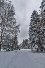 Obraz premium Niesamowity zimowy widok ze śniegiem pokryte drzewami w South Park w mieście Sofia, Bułgaria