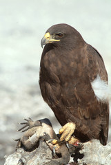 Galapagos Hawk and Iguana Kill