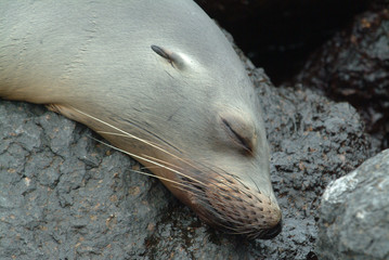 Galapagos Sea Lion