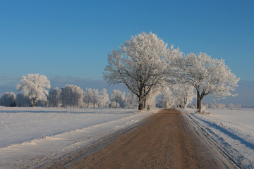 Obraz premium Road with Snow Laden Tree