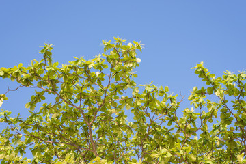 Green  sea almond leaves with tree branch