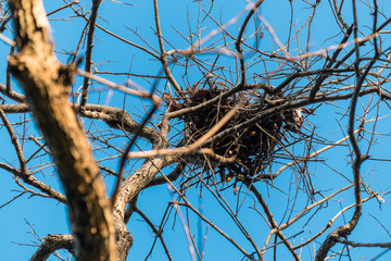 empty birds nest up on the tree in clear blue sky.