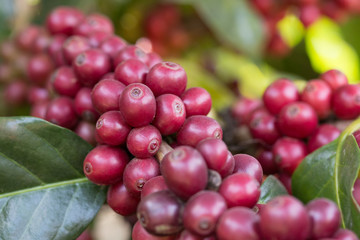 close-up fresh coffee on tree in agriculture garden