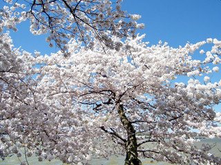 Washington cherry blossom over Tidal Basin March 2010