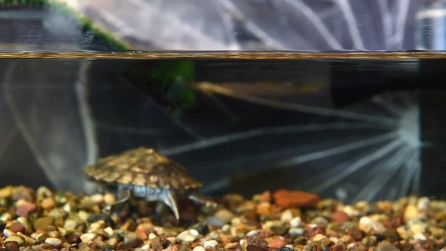 Small red-eared turtle in aquarium