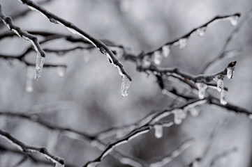 Frozen water in the form of icicles dangle from the branches of a tree on a cold winter morning