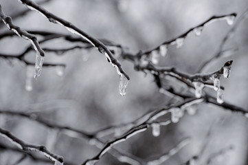 Fototapeta na wymiar Frozen water in the form of icicles dangle from the branches of a tree on a cold winter morning