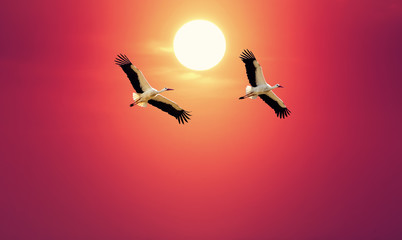 White storks over red sly background