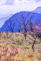 Mountain view of Phu Chi Fa at Chiangrai province