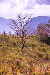 Mountain view of Phu Chi Fa at Chiangrai province