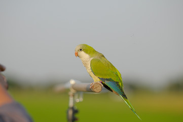 Hahn Macaw, green beautiful bird