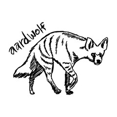vector illustration sketch hand drawn with black lines of aardwolf isolated on white background