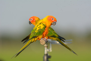 Beautiful Sun Conure bird