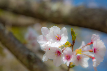 桜の花