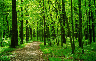 Naklejka premium forest