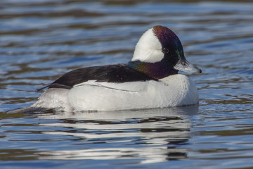 Male buffelhead duck resting swimming on lake
