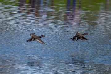 Ringnecked Ducks flying by over lake