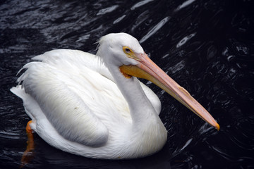 Fototapeta na wymiar White Pelican/Close up of great white pelican floating on dark water