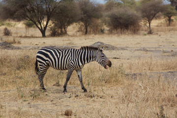 Obraz premium Głośna zebra