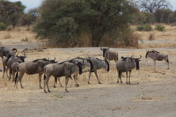 Naklejka na ściany i meble A Group of Wildebeest in Tanzania