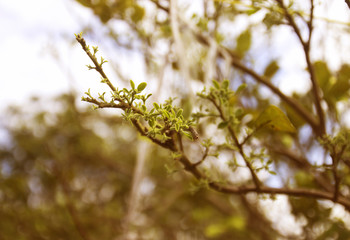 blur flowers