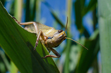 Grown locust on a plant in a summer