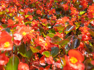 花壇の花