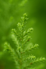 green plant background