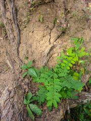 Ferns and small trees on the brown ground 