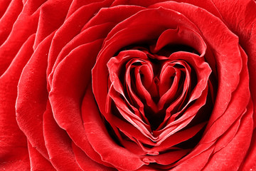 Heart shape in red rose