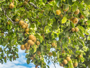 Asian pears on the tree