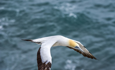Fototapeta na wymiar Australasian gannet flying