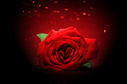 Beautiful red rose on sparkling red background