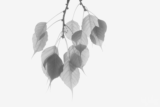 Bothi tree