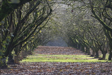Off Center, Left Angel Point of View of a Grove of Mature, Moss Covered, Hazel Nut Trees with...