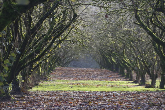 Off Center, Left Angel Point of View of a Grove of Mature, Moss Covered, Hazel Nut Trees with Leaves and Grass on Ground Late Winter, Soft Focus, Hazey Atmosphere, Daytime - Willamette Valley, Oregon