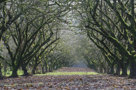 A Center Point of View of a Grove of Mature, Moss Covered, Hazel Nut Trees with Leaves and Grass on the Ground Late Winter, Soft Focus, Hazey Atmosphere, Daytime - Willamette Valley, Oregon