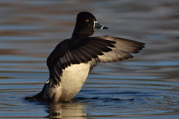 Fototapeta premium Male Ringnecked Duck strutting his wings on lake