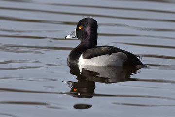 Ringnecked duck swimming in lake with reflection