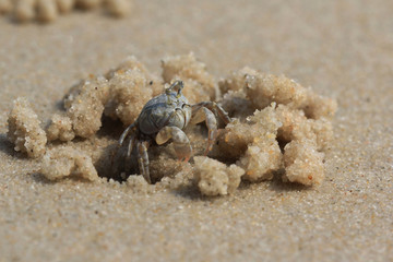 Crab, Hua Hin Beach Thailand