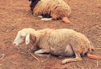 sheep