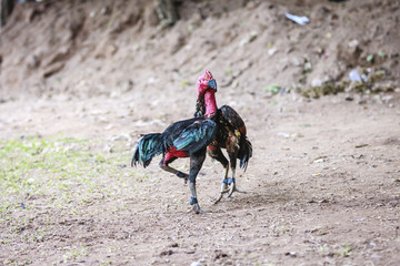 Beautiful asian rooster trained for cockfighting