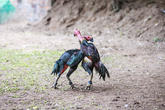Beautiful asian rooster trained for cockfighting