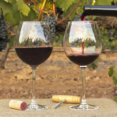 Red wine poured into glasses at vineyard on harvest