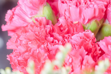 Bouquet of pink flowers carnation for use as nature background.