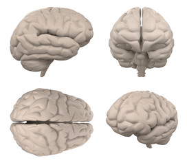 brain isolated on white 3d rendering