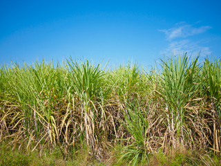 sugarcane field with blue sky background