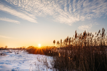 Sunset in the winter on a background of sky and reeds