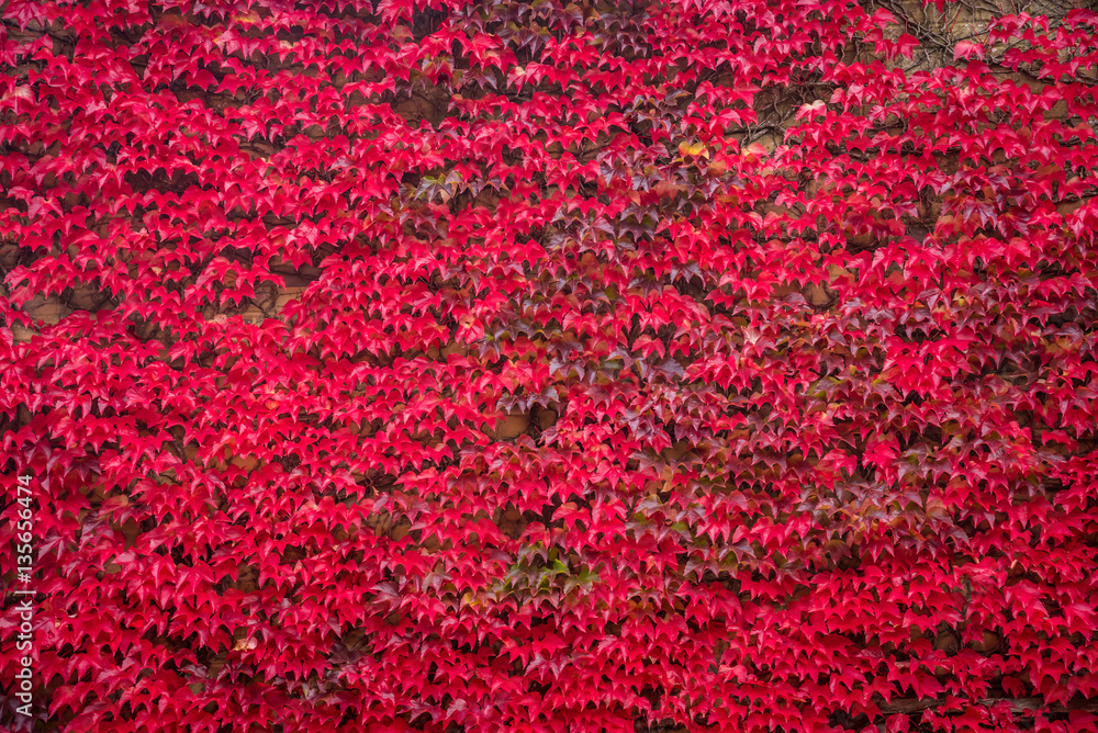 Wall mural Red five-leaved ivy (Virginia creeper) foliage on the wallh: col